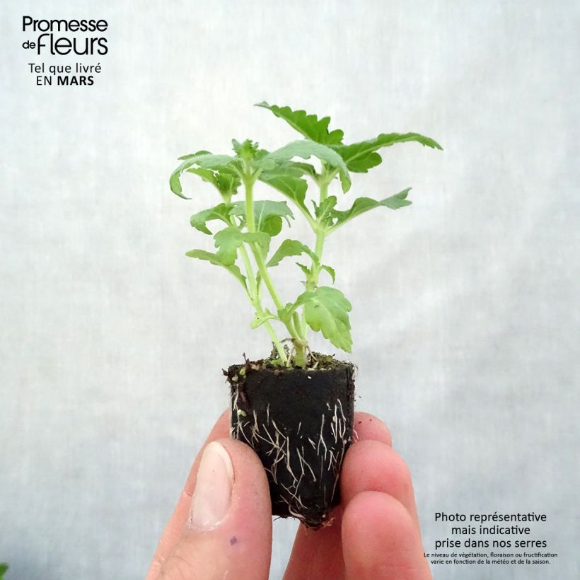 Spécimen de Verveine Virgo Candy Cane Mini-motte Ø 3/4 cm, Plant vert de 5 à 10 cm de haut tel que livré au printemps