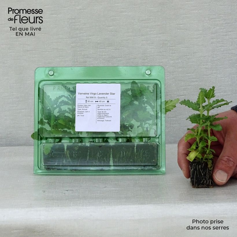 Spécimen de Verveine Virgo Lavender Star Mini-motte Ø 3/4 cm tel que livré au printemps
