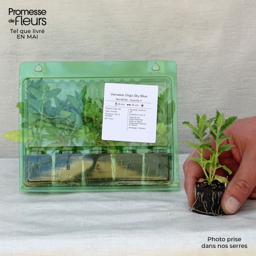 Spécimen de Verveine Virgo Sky Blue Mini-motte Ø 3/4 cm tel que livré au printemps