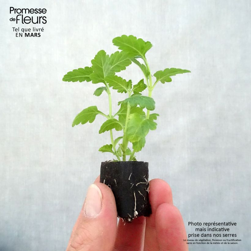 Example of Verveine Virgo White Mini-motte Ø 3/4 cm, Livré en plant vert de 5 à 10 cm de hauteur as you get in printemps