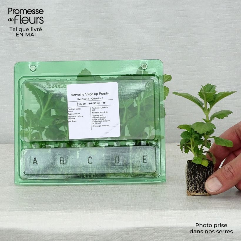 Spécimen de Verveine Virgo up Purple Mini-motte Ø 3/4 cm, Livré en plant vert de 5 à 10 cm de hauteur tel que livré au printemps