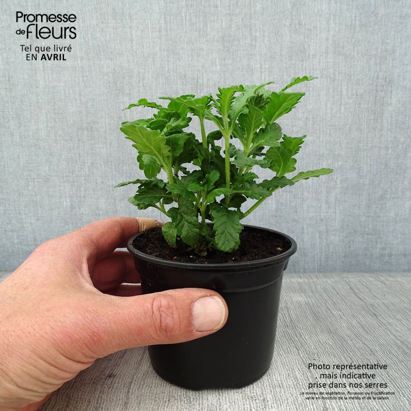 Spécimen de Verveine Virgo up Purple Godet de 8/9 cm tel que livré au printemps