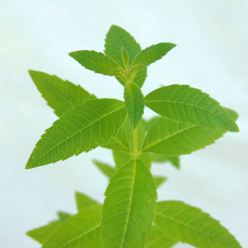 Verveine citronnelle - Aloysia triphylla en plants (Foliage)