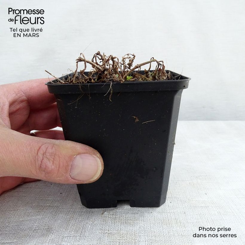 Example of Verveine hastée White Spires - Verbena hastata White Spires Godet de 8/9 cm as you get in printemps