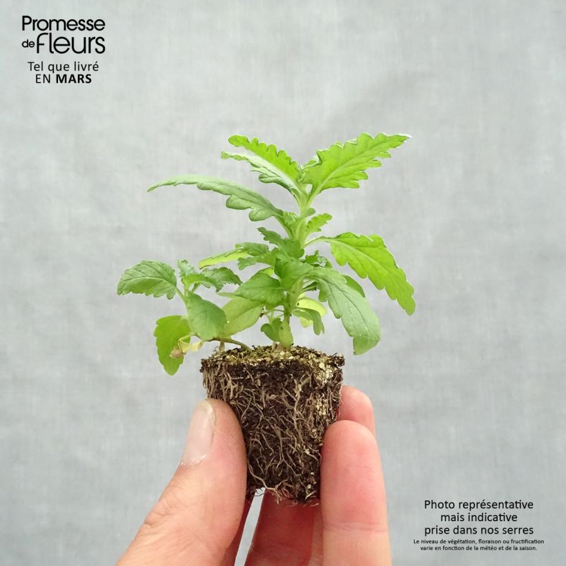 Spécimen de Verveine naine Quartz mélange Jardimotte : motte 3,8 cm x 3,2 cm en plaque de culture par 16 tel que livré au printemps