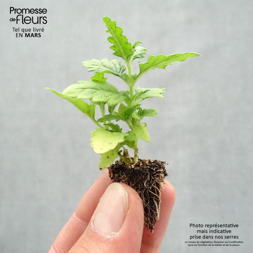 Spécimen de Verveine naine Quartz mélange Minimotte : motte 2,2 cm x 2 cm en plaque de culture par 35 tel que livré au printemps