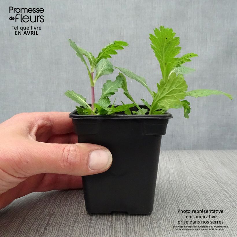 Spécimen de Verveine officinale BIO - Verbena officinalis Godet de 7/8 cm tel que livré au printemps