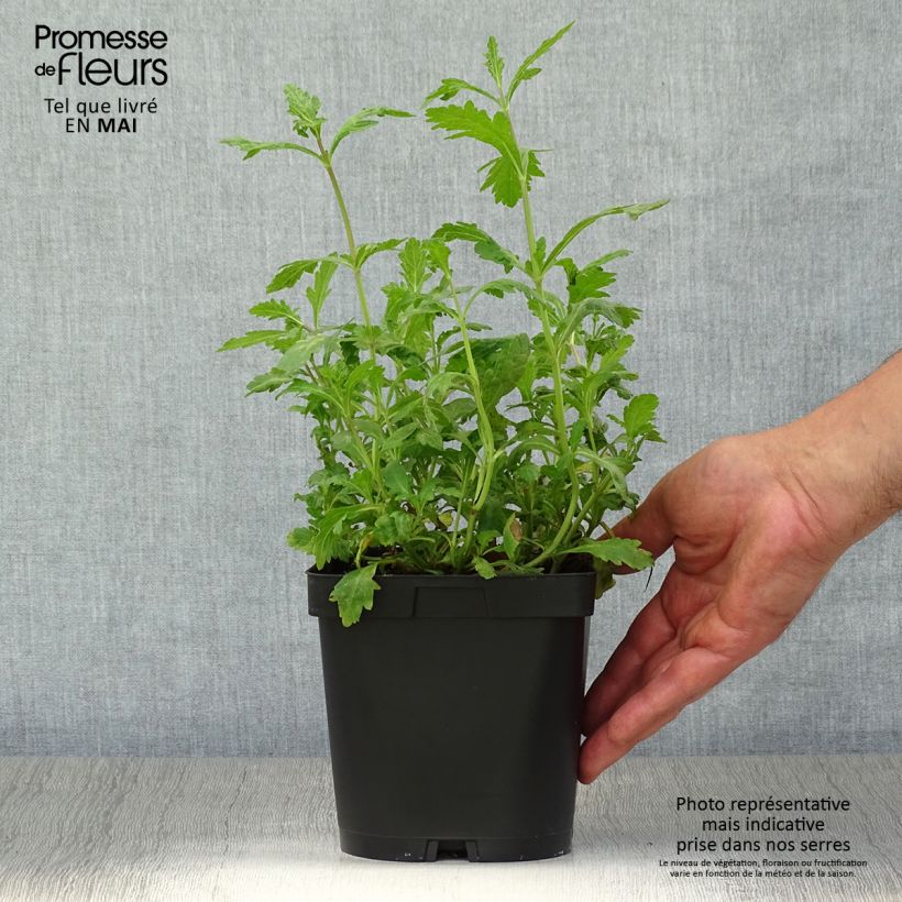 Example of Verveine officinale - Verbena officinalis Pot de 2L/3L as you get in printemps