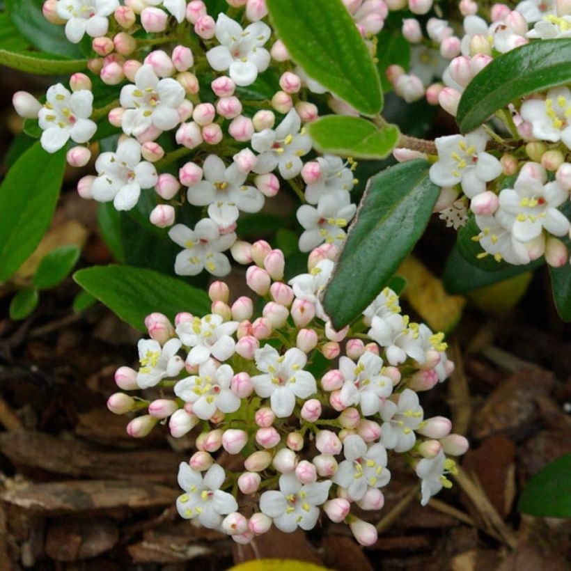 Viburnum burkwoodii Conoy - Viorne de Burkwood  (Floraison)