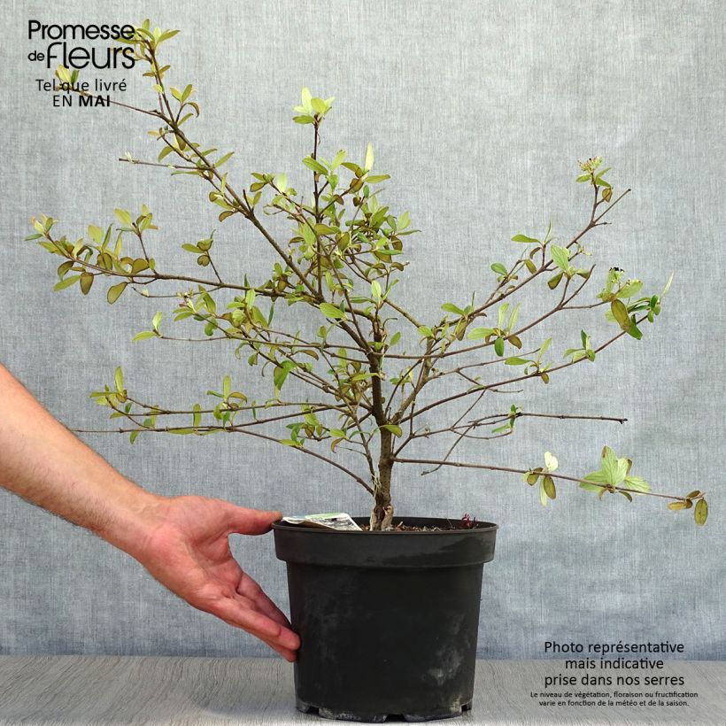 Spécimen de Viburnum burkwoodii Conoy - Viorne de Burkwood  Pot de 4L/5L tel que livré au printemps