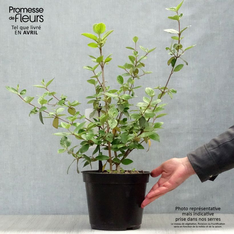 Spécimen de Viburnum burkwoodii - Viorne de Burkwood Pot de 3L/4L tel que livré au printemps