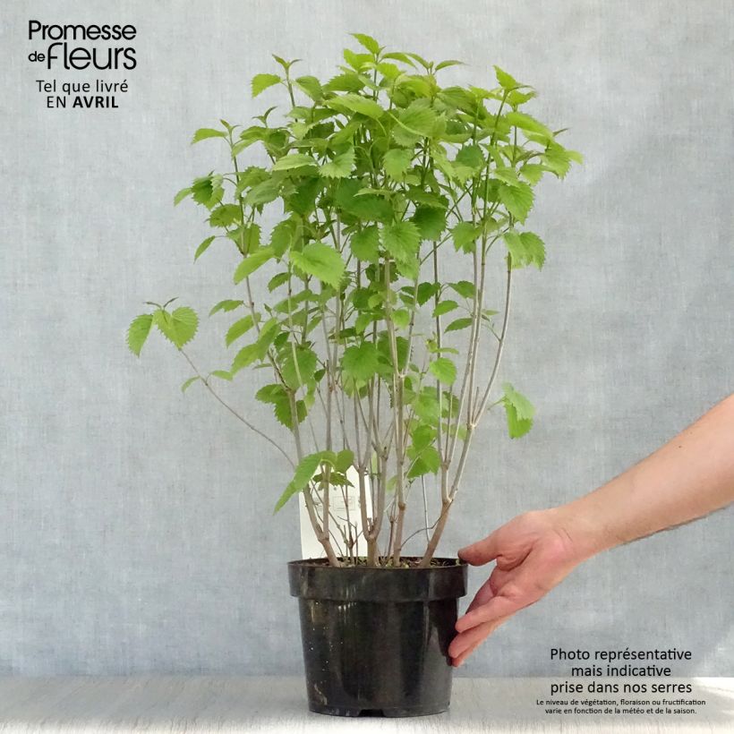 Spécimen de Viburnum dentatum Blue Muffin - Viorne dentée Pot de 3L/4L tel que livré au printemps