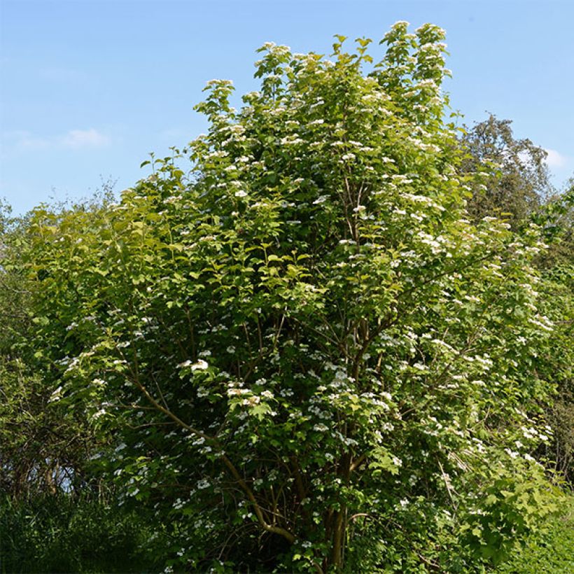 Viorne obier - Viburnum opulus (Port)