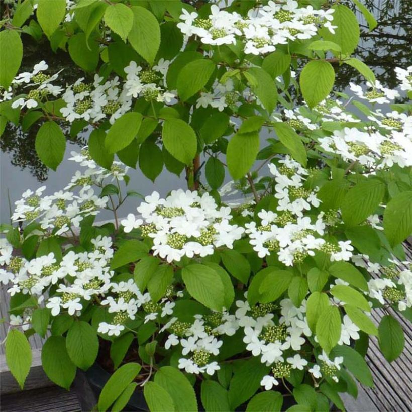 Viorne - Viburnum plicatum Kilimandjaro (Flowering)