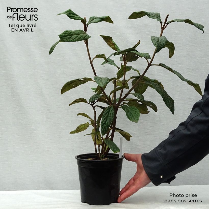 Spécimen de Viburnum rhytidophyllum - Viorne à feuilles ridées. Pot de 2L/3L tel que livré au printemps