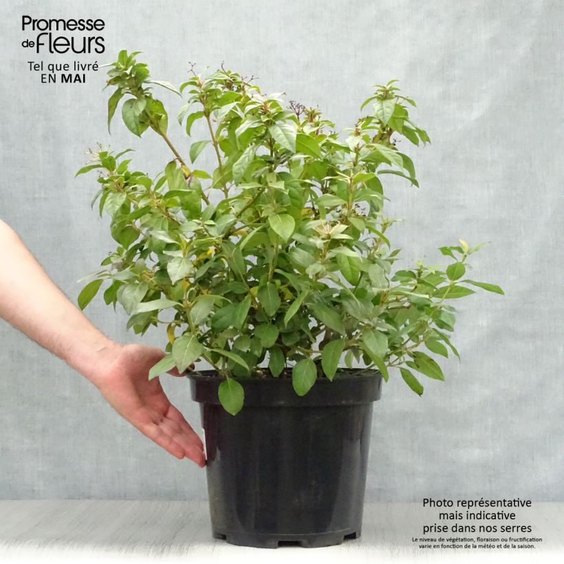 Spécimen de Viburnum sargentii Onondaga - Viorne  Pot de 18L/20L tel que livré au printemps