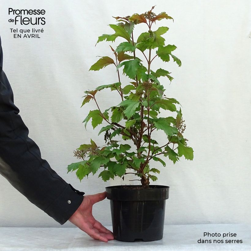 Spécimen de Viburnum sargentii Onondaga - Viorne  Pot de 2L/3L tel que livré au printemps