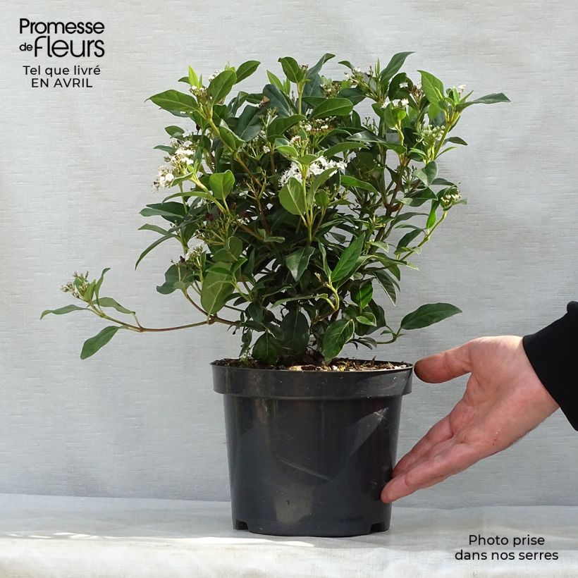Spécimen de Viburnum tinus Eve Price - Laurier tin Pot de 2L/3L tel que livré au printemps