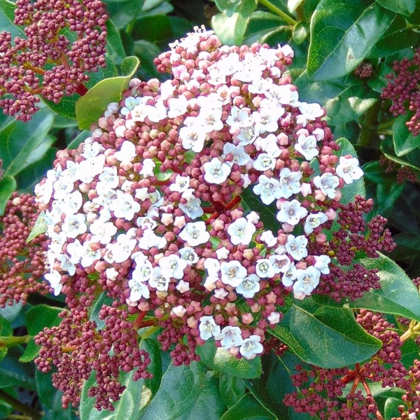 Viorne, Laurier tin - Viburnum tinus Gwenlian (Flowering)