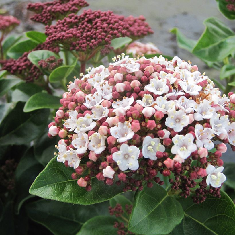 Viburnum tinus Lisarose - Laurier-tin rose (Flowering)