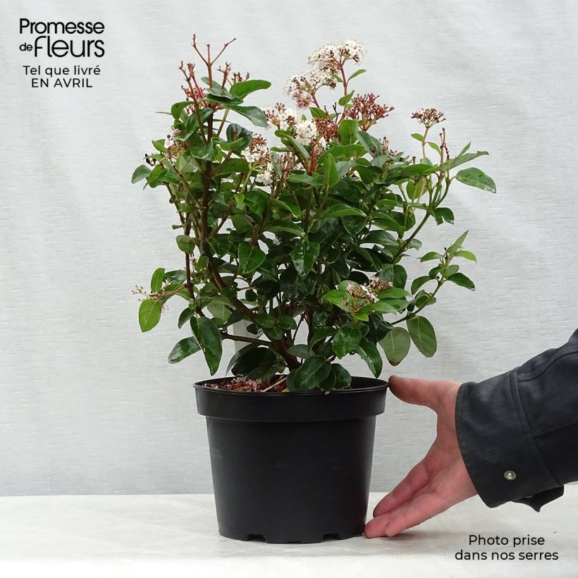 Example of Viburnum tinus Lisarose - Laurier-tin rose Pot de 3L/4L as you get in printemps