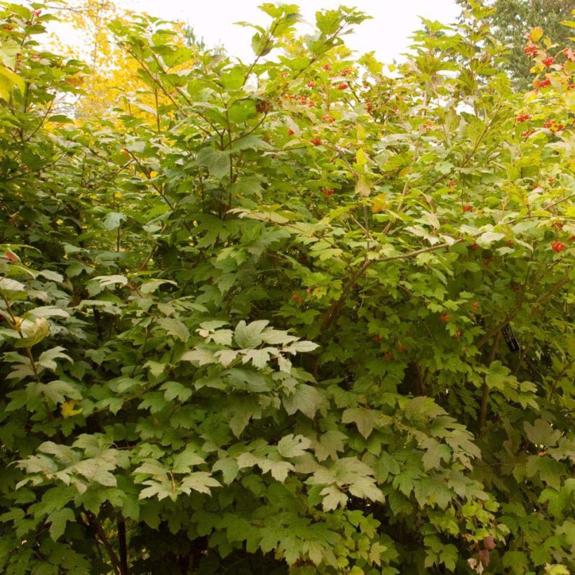 Viorne trilobée - Viburnum trilobum Wentworth (Plant habit)