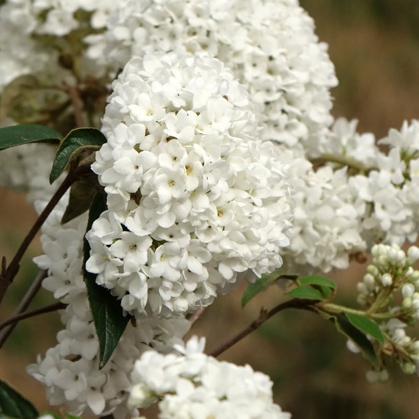 Viorne - Viburnum Eskimo (Floraison)
