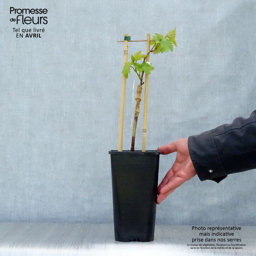 Example of Vigne Ampelia Aladin Pot de 1,5L/2L as you get in printemps