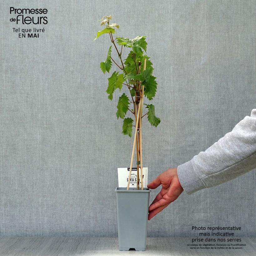 Spécimen de Vigne Bianca - Raisin blanc Pot de 1,5L/2L tel que livré au printemps