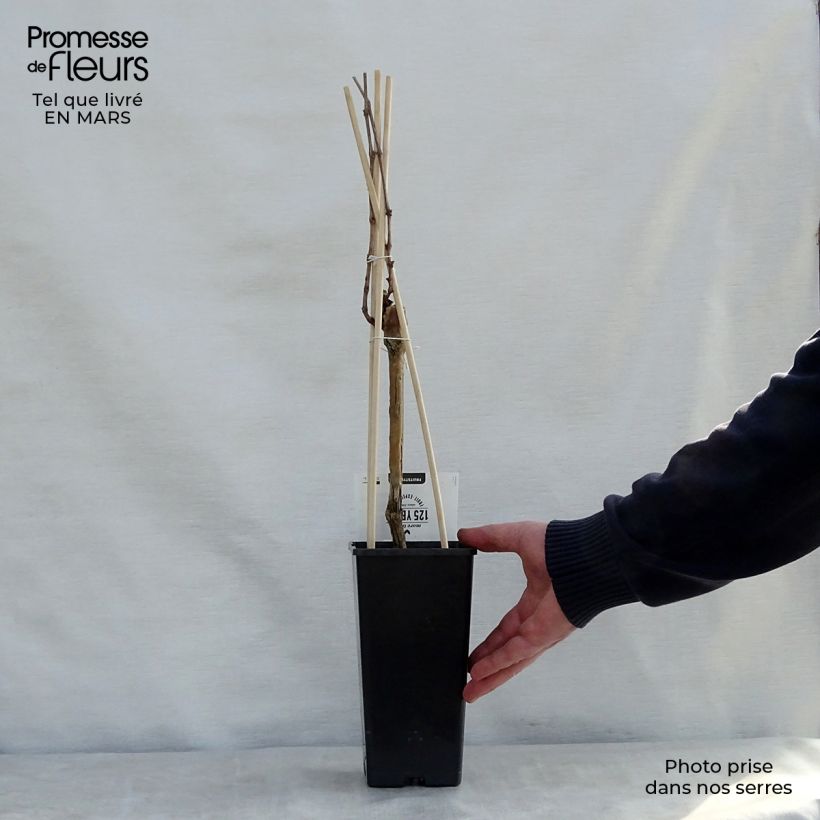 Spécimen de Vigne Boskoop Glory Pot de 1,5L/2L tel que livré au printemps