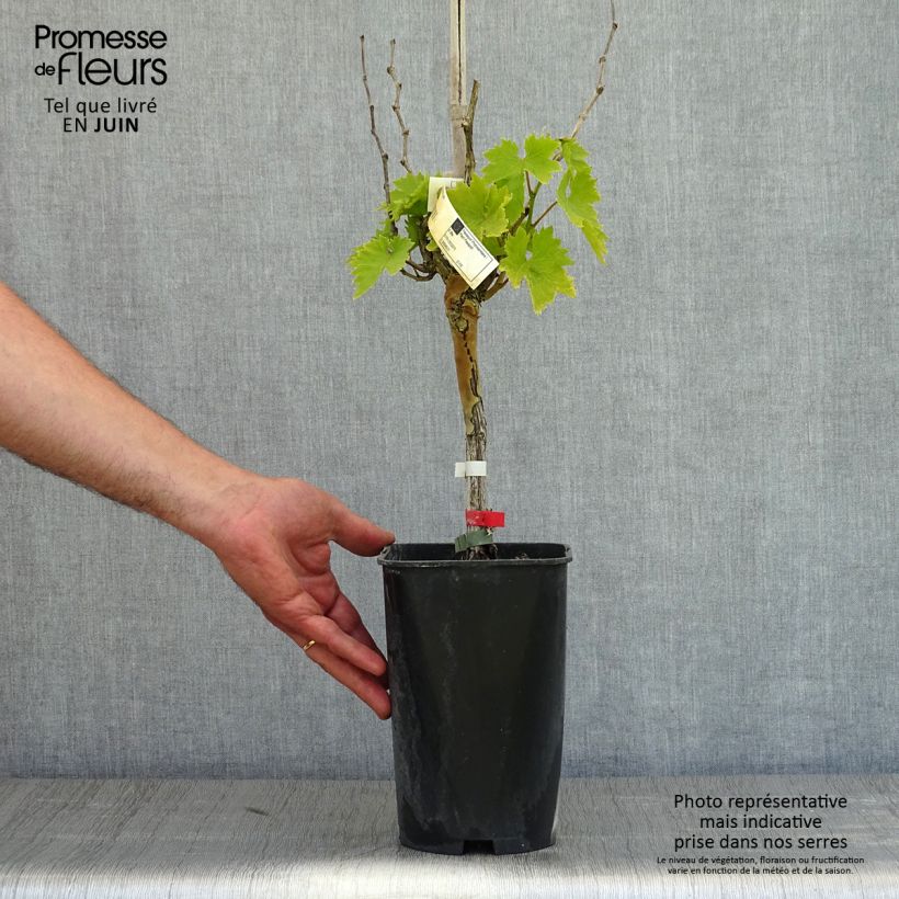 Spécimen de Vigne Cardinal Pot de 1,5L/2L tel que livré au printemps