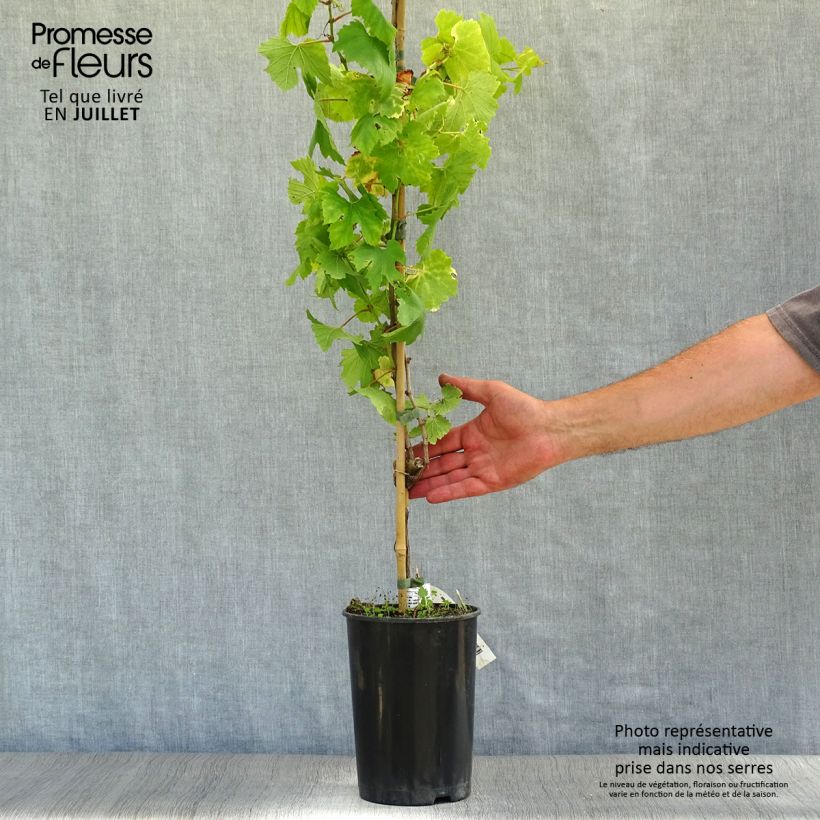 Spécimen de Vigne Chardonnay Pot de 2L/3L tel que livré en été