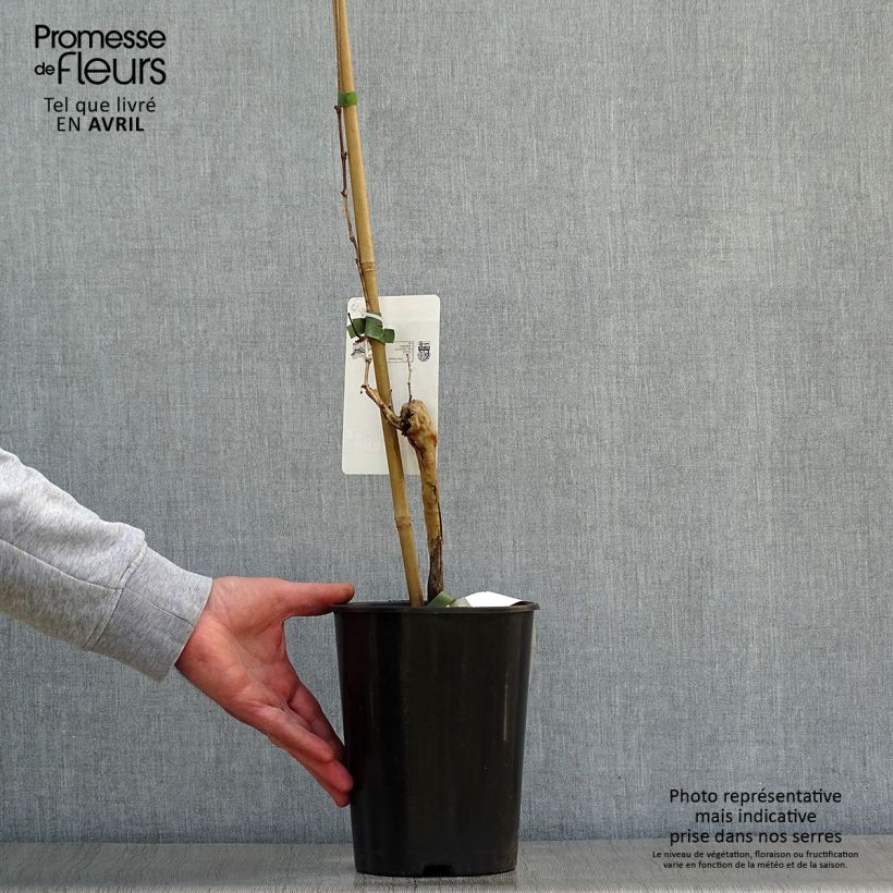 Spécimen de Vigne Chardonnay Pot de 2L/3L tel que livré au printemps