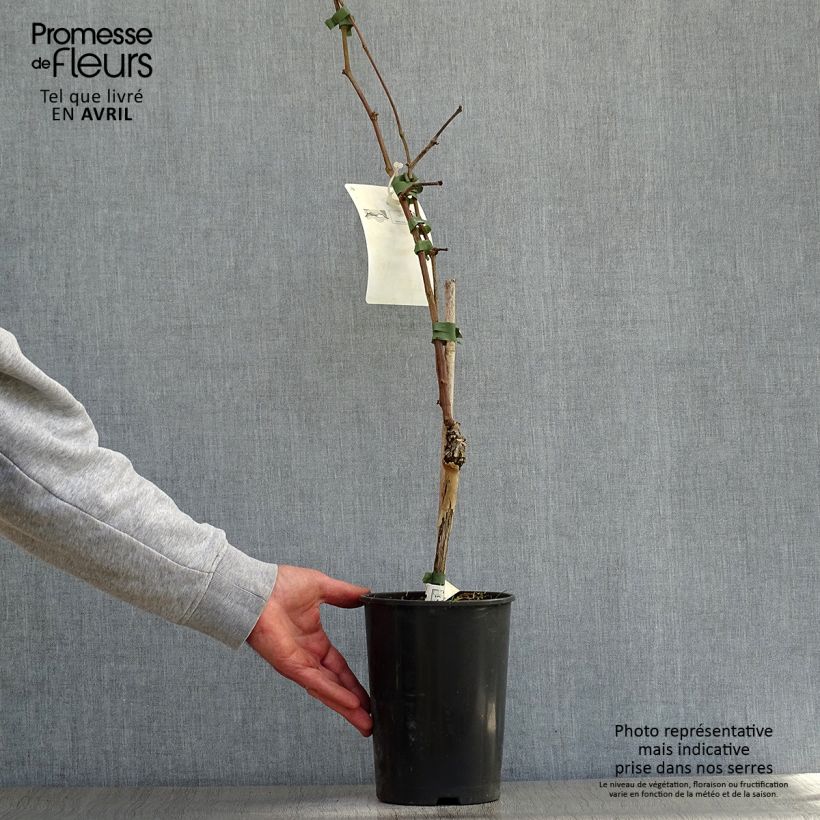 Spécimen de Vigne Merlot Pot de 2L/3L tel que livré au printemps