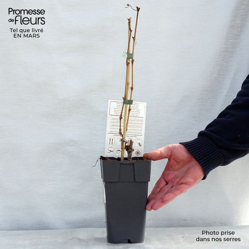 Spécimen de Vigne Muscat champion Pot de 2L/3L tel que livré au printemps