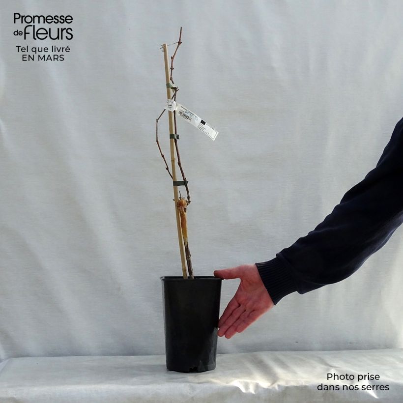 Spécimen de Vigne Muscat d'Alexandrie Pot de 2L/3L tel que livré au printemps