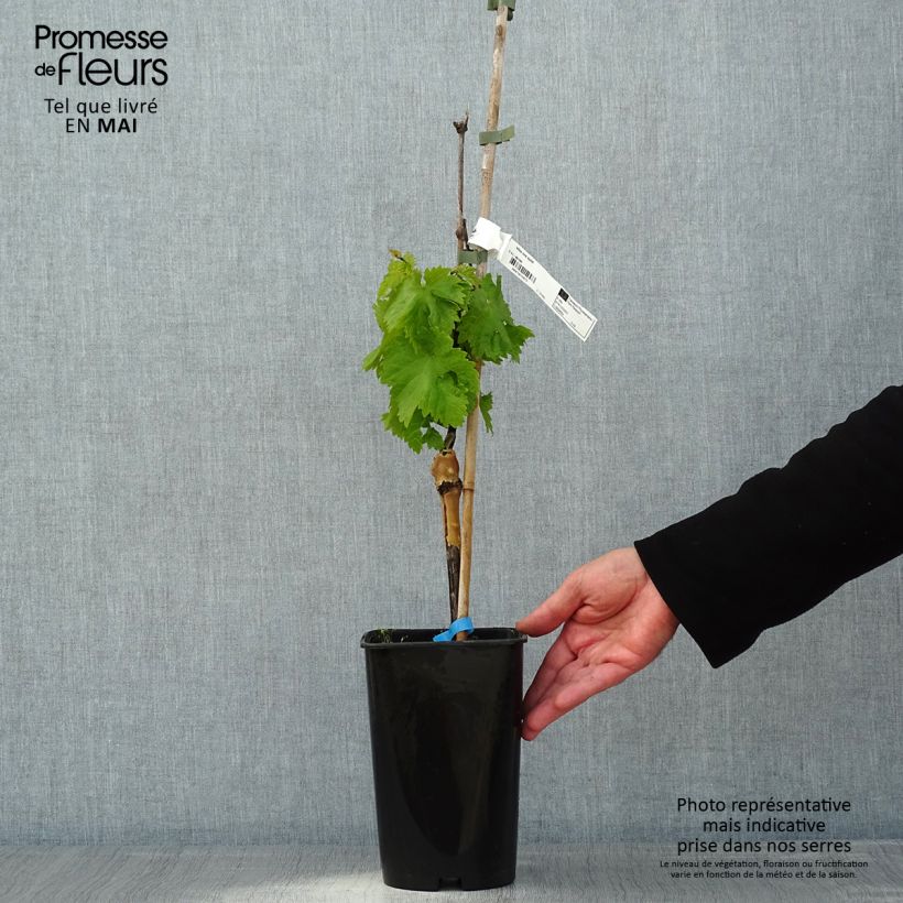 Spécimen de Vigne Ora Pot de 2L/3L tel que livré au printemps