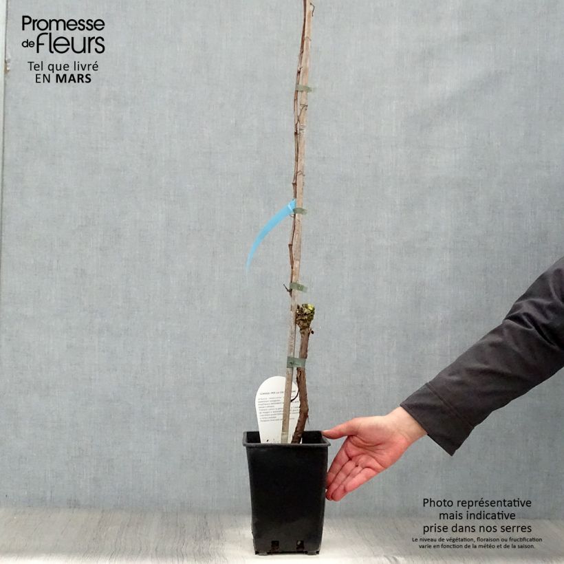 Spécimen de Vigne Perle de Csaba Pot de 1,5L/2L tel que livré au printemps