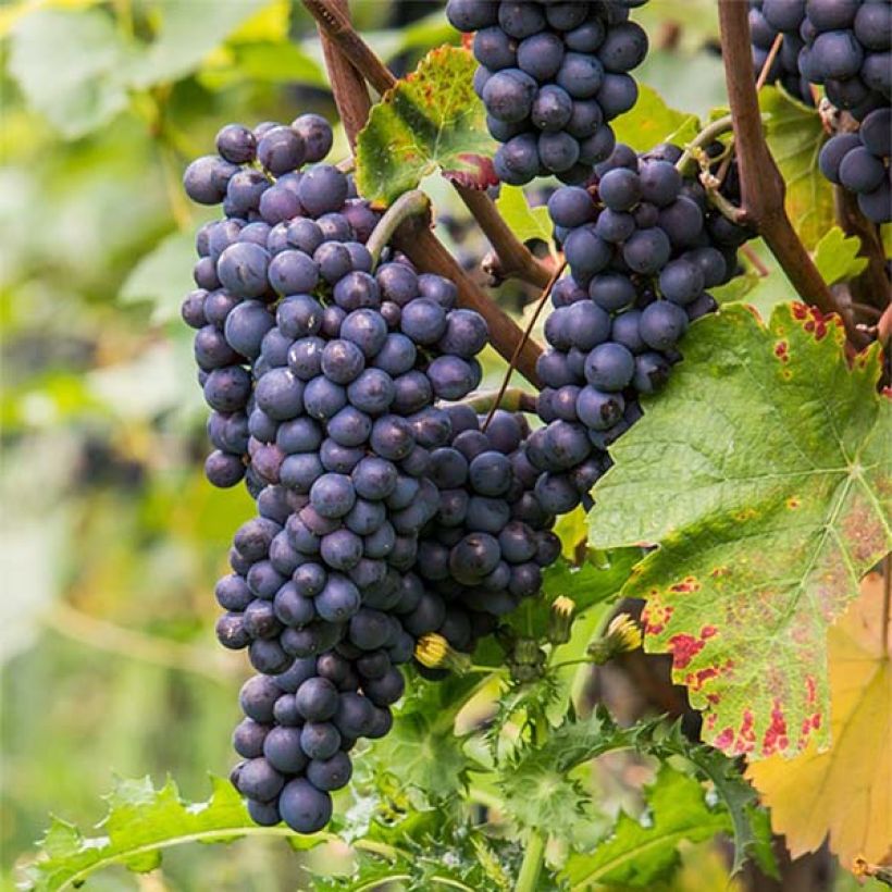 Vigne Pinot Noir (Harvest)