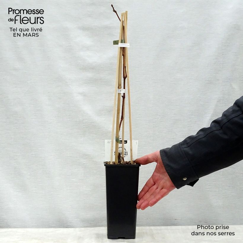 Example of Vigne Vroege Van Der Laan Pot de 1,5L/2L as you get in printemps