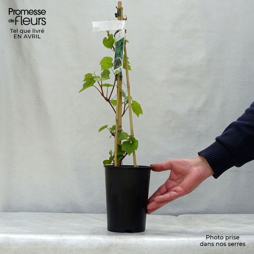Spécimen de Vigne d'ornement - Vitis coignetiae Pot de 2L/3L tel que livré au printemps