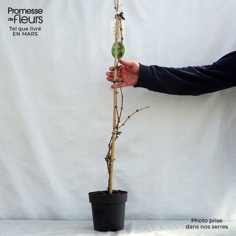 Spécimen de Vigne d'ornement - Vitis vinifera Purpurea Pot de 2L/3L tel que livré au printemps
