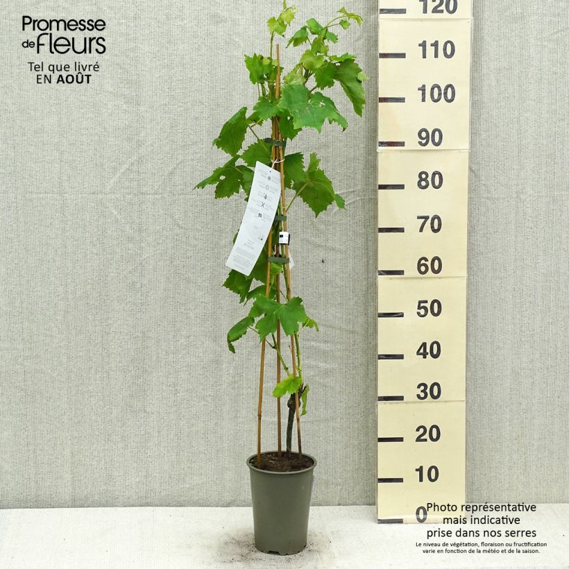 Spécimen de Vigne de table Attika - Vitis vinifera Pot de 2L/3L tel que livré en été