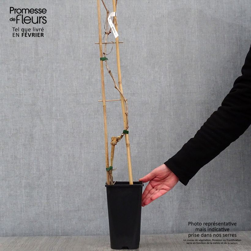 Spécimen de Vigne de table Crimson Seedless - Vitis vinifera   Pot de 3L/4L tel que livré en hiver