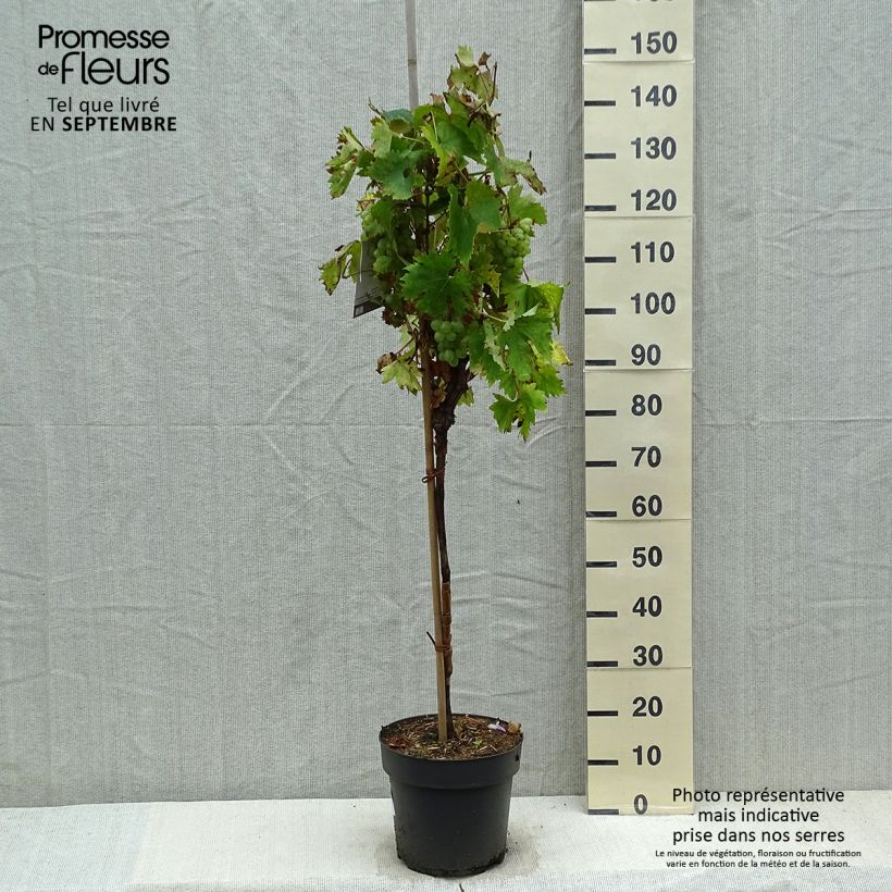 Spécimen de Vigne de table Rhea - Vitis vinifera Pot de 7,5L/10L, Tige, Tige de 70 cm tel que livré en automne