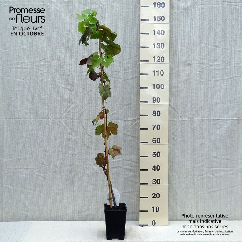 Spécimen de Vigne sans pépin Apirena Nera Pot de 1,5L/2L tel que livré en automne