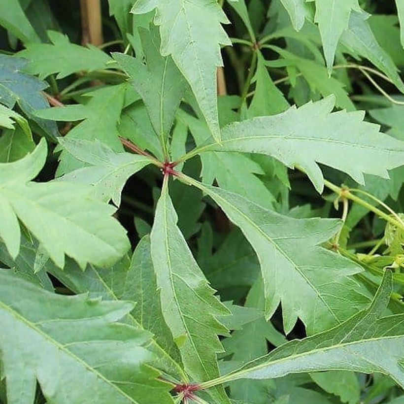 Vigne vierge - Parthenocissus quinquefolia Kirigami (Feuillage)