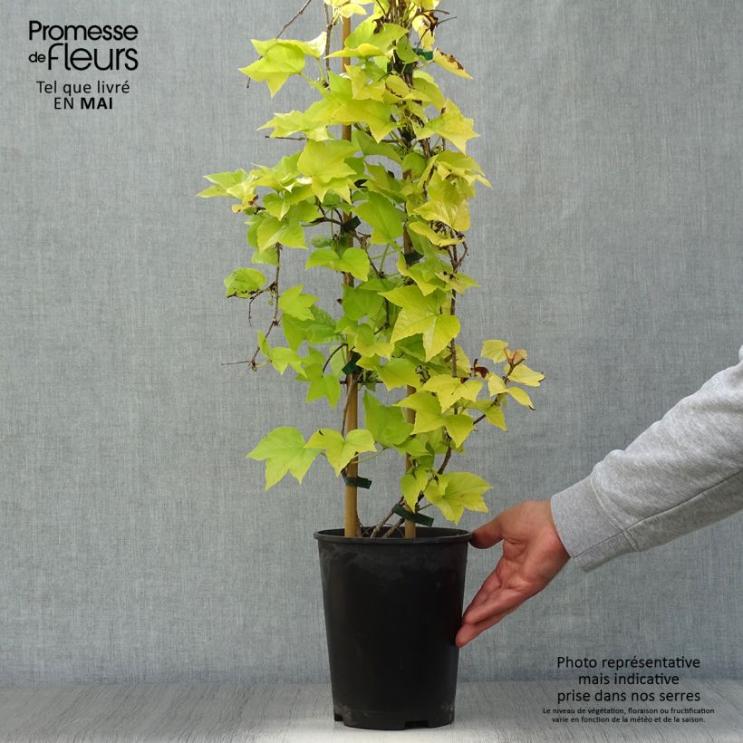 Spécimen de Vigne vierge - Parthenocissus tricuspidata Fenway Park Pot de 4L/5L tel que livré au printemps
