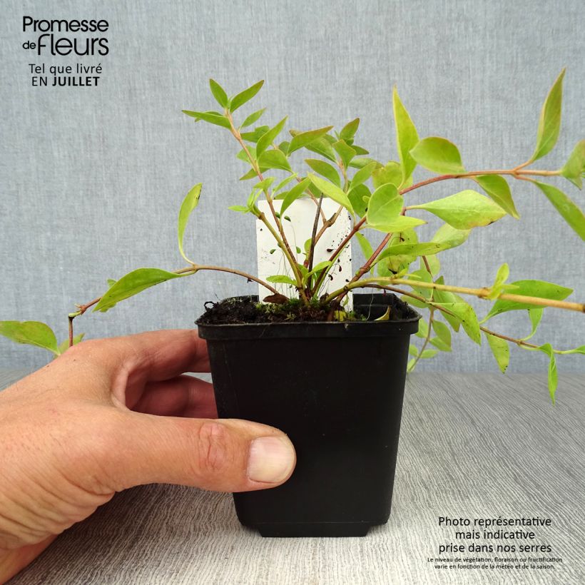 Spécimen de Vinca major Alba - Grande Pervenche blanche Godet de 8/9 cm tel que livré en été