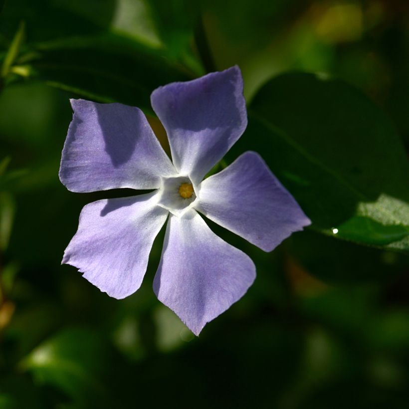 Vinca major - Grande Pervenche (Floraison)